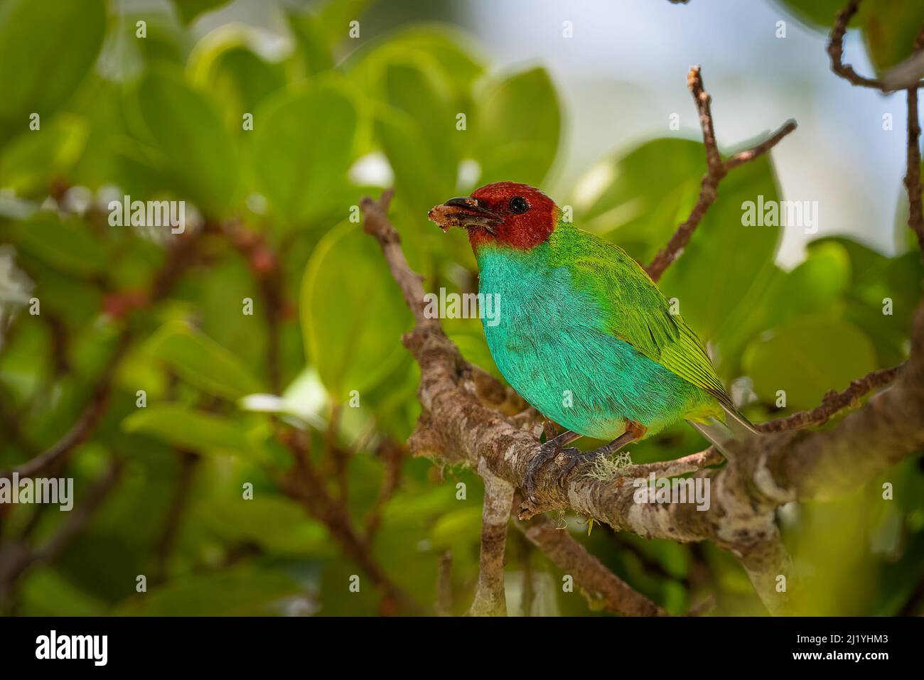 La tanager a testa di baia (Tangara girola) è un uccello passerino di medie dimensioni Foto Stock