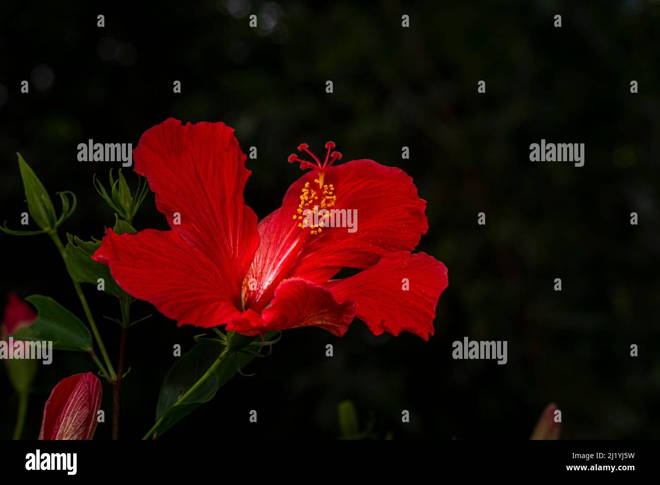 Fiore di ibisco rosso con sfondo scuro Foto Stock