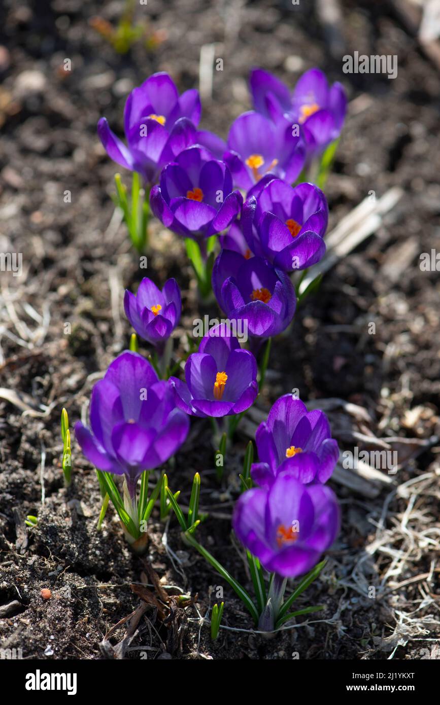 Giovani fiori di cocco viola scuro che sbocciano nel giardino primaverile. Foto Stock