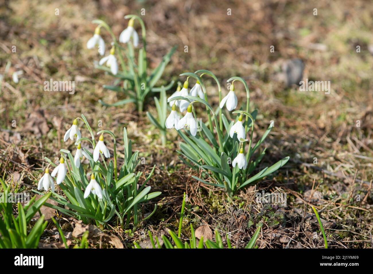 Bellissimi fiori di gocce di neve che fioriscono nel giardino primaverile. Foto Stock