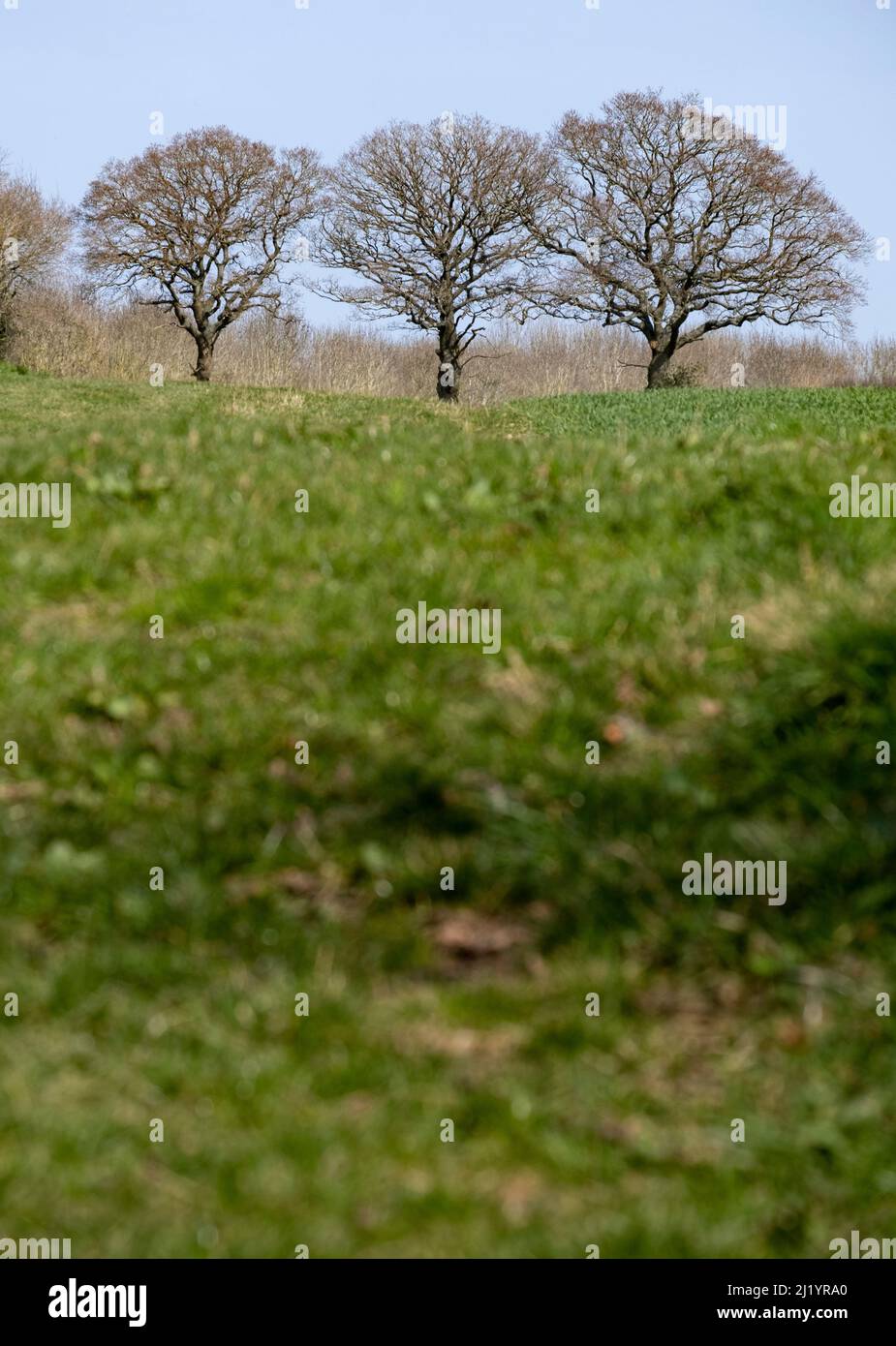 Tre alberi di quercia senza fronzoli si erigono in fila su una fattoria del Warwickshire, Inghilterra. Foto Stock