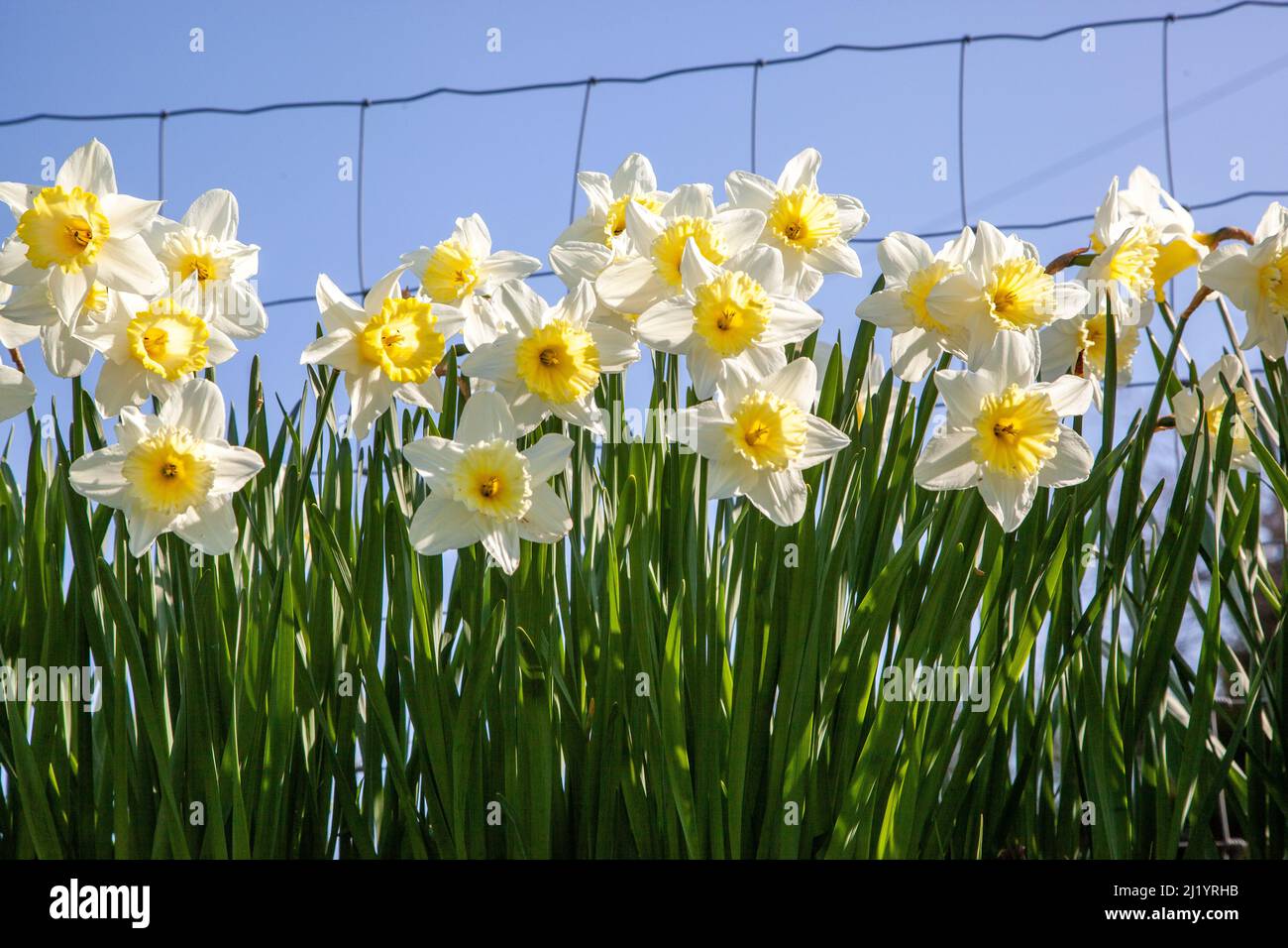 Narcisi che crescono contro una sezione di recinzione di pecore e cielo blu a Loggerheads nel Nord Shropshire Inghilterra Foto Stock