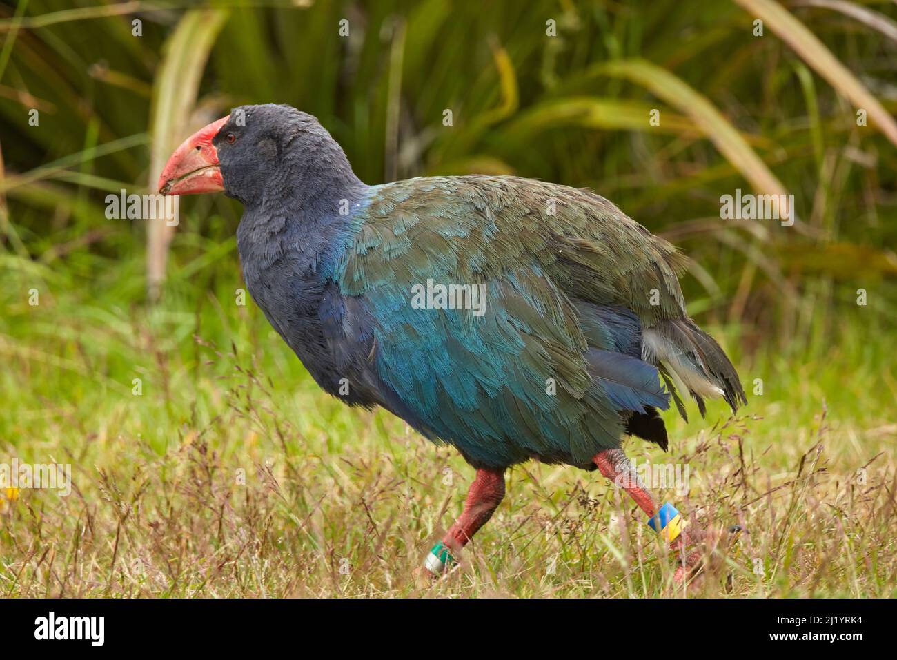 Takahe (Porphyrio hochstetteri), Orokanui Ecosentary, vicino Dunedin, Isola del Sud, Nuova Zelanda Foto Stock