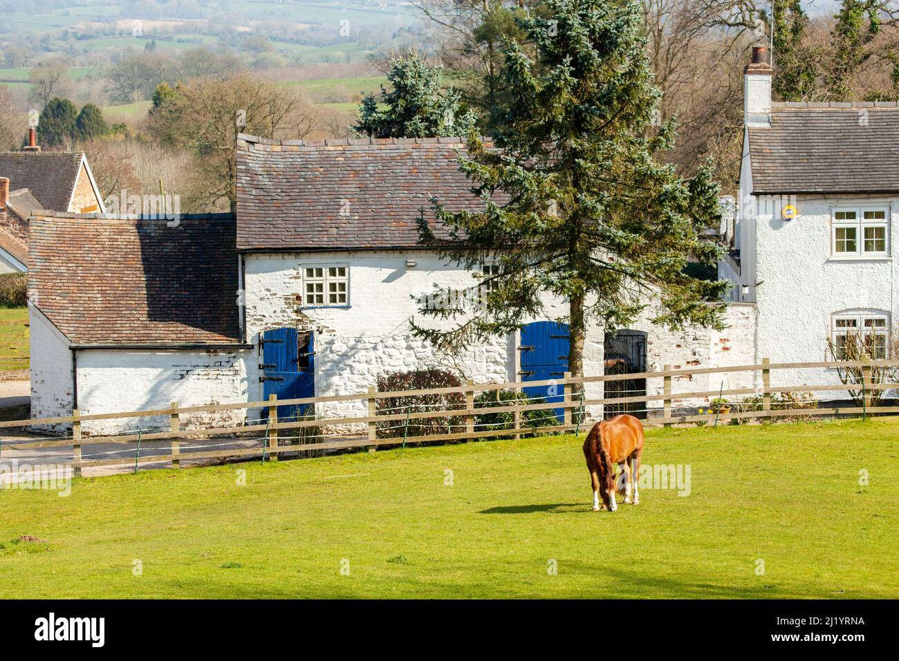 Cavallo / pony pascolo in un paddock al di fuori di un pittoresco casale di campagna bianco nella campagna del Nord Shropshire a Loggerheads Inghilterra Foto Stock