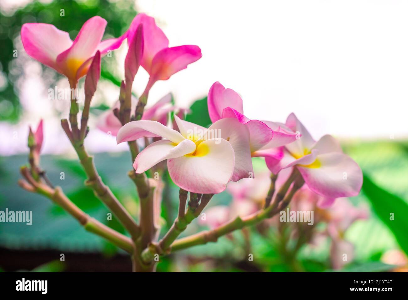 Fiori di frangipani rosa in un giardino tropicale. Viaggi e turismo in paesi asiatici caldi. Foto Stock