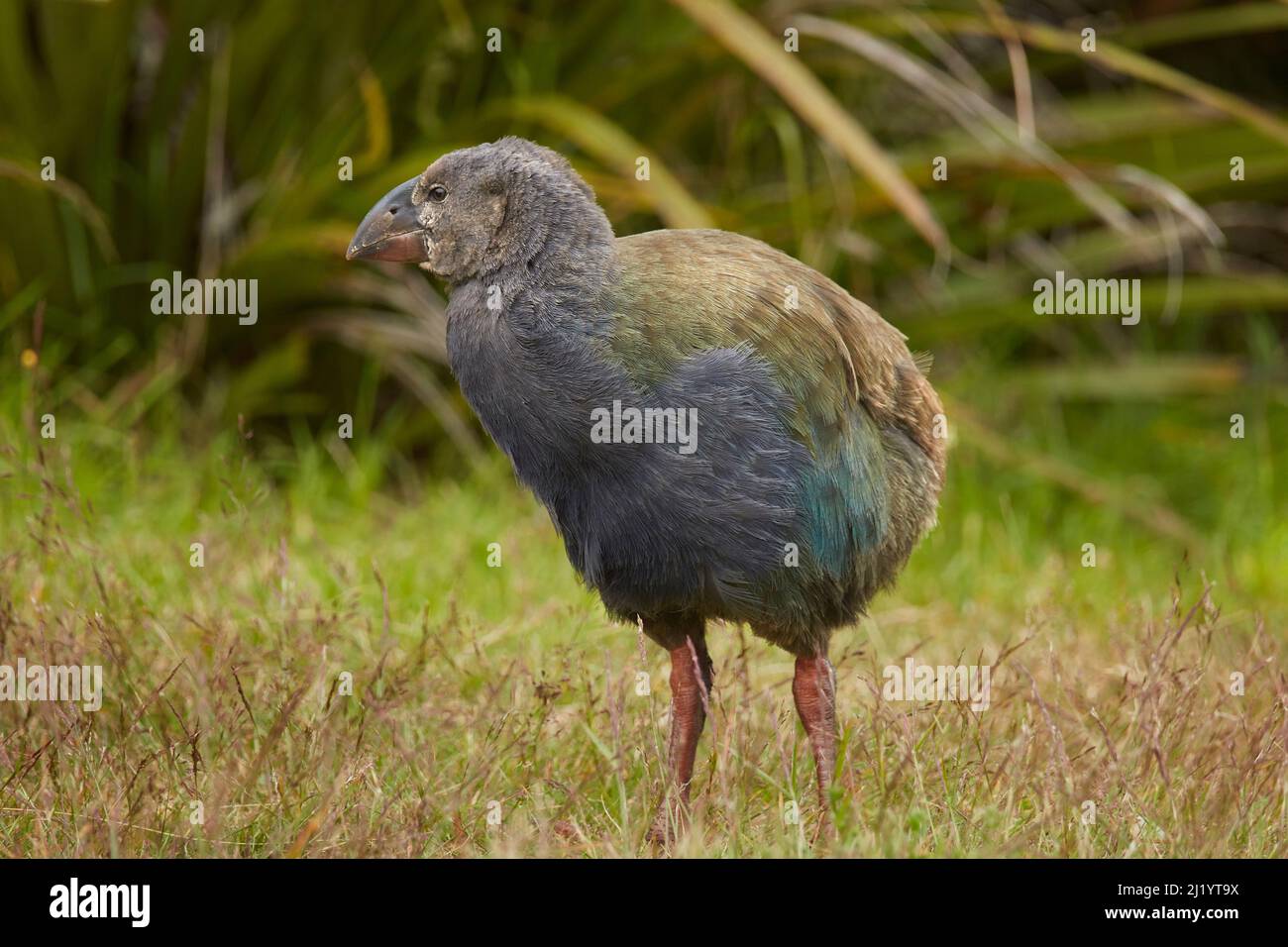 Takahe Chick (Porphyrio hochstetteri), Orokanui Ecosentary, vicino Dunedin, Isola del Sud, Nuova Zelanda Foto Stock