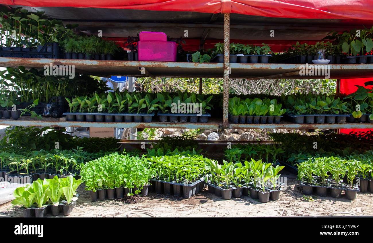 Piantine vegetali al mercato del coltivatore. Pomodori, lattuga, pepe, prezzemolo e piantine di melanzane sono in mostra e in vendita. Foto Stock