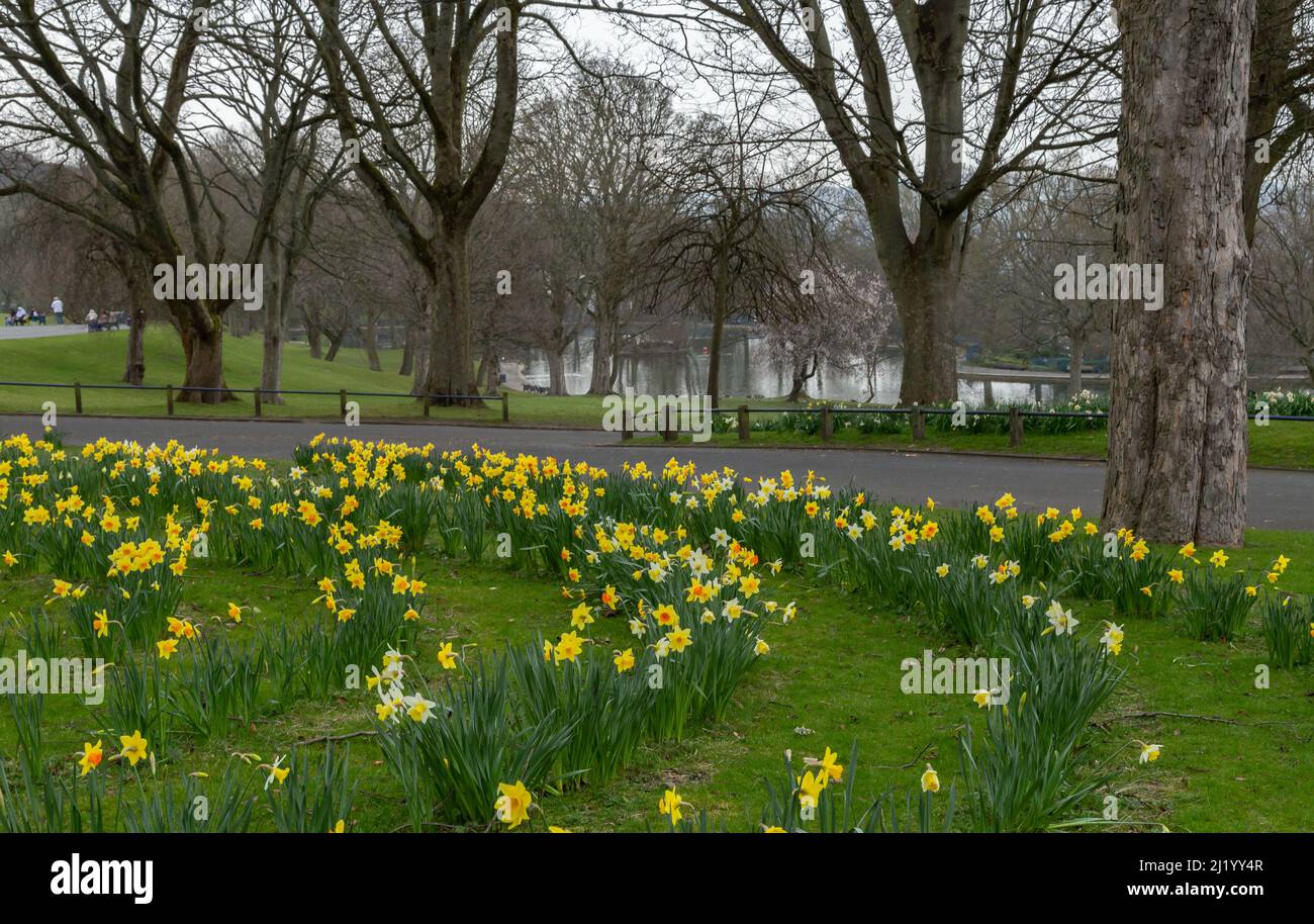 Il naffodil primaverile fiorisce a Lister Park, Bradford, Yorkshire. Foto Stock