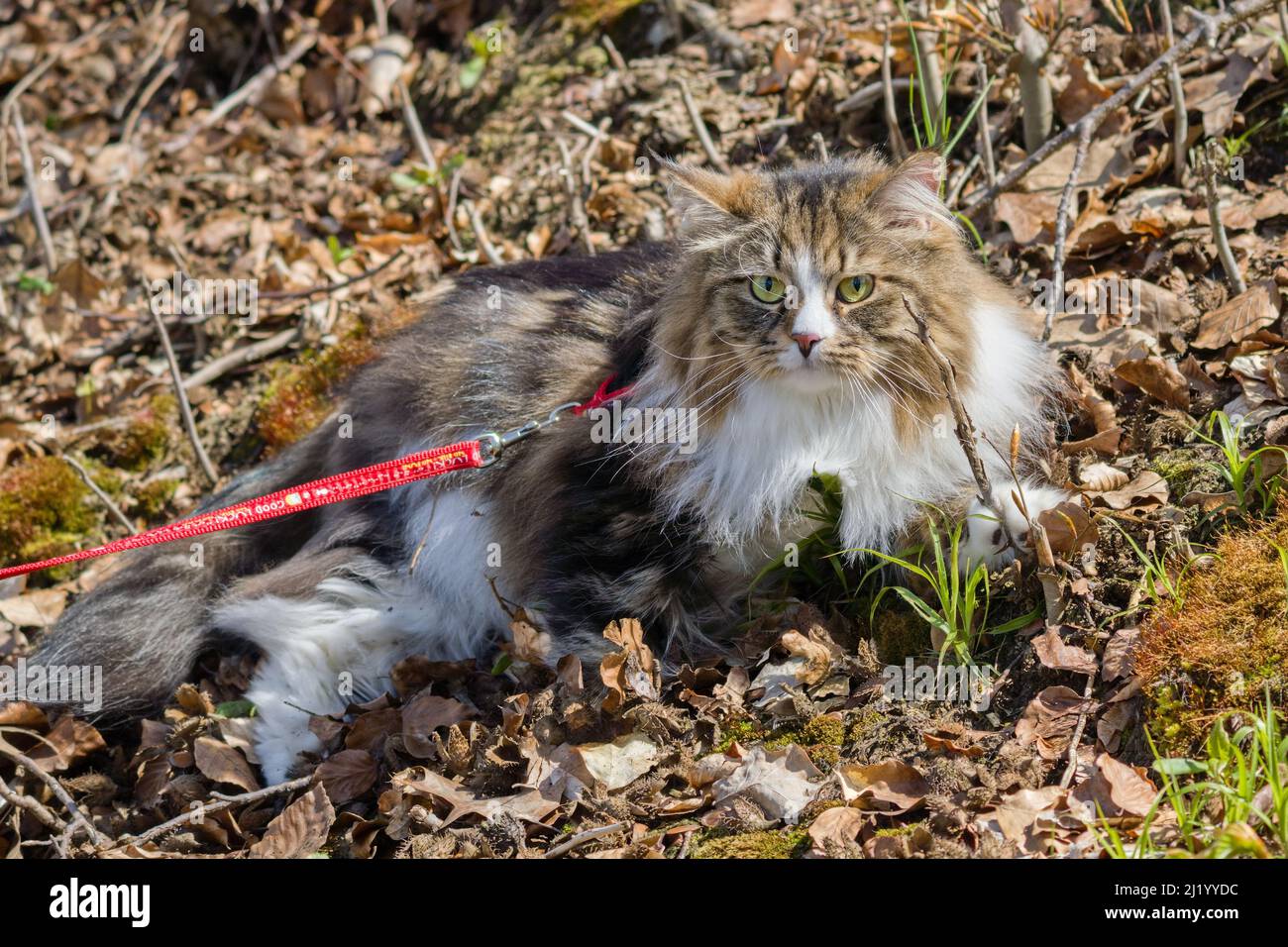 Alvin - grande gatto siberiano con capelli lunghi in giardino Foto Stock