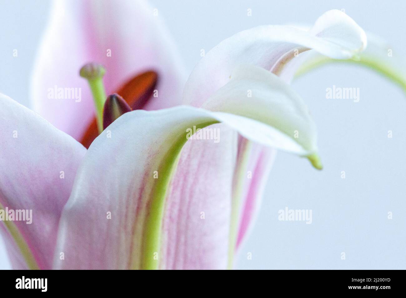 Macro rosa e bianco fiore di giglio orientale su sfondo bianco Foto Stock