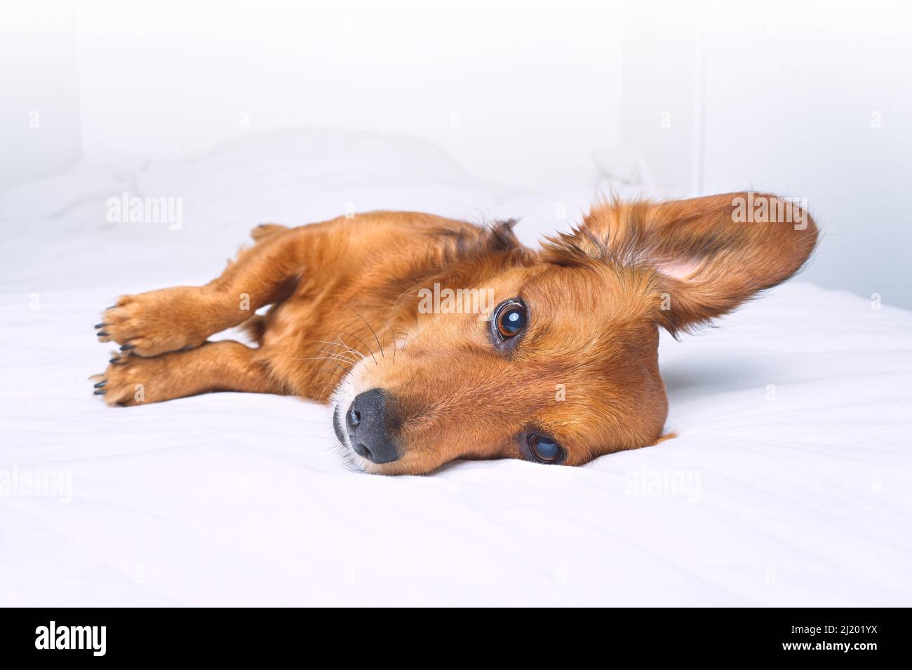 Bello divertente cane marrone lungo capelli dachshund giacente sul letto bianco Foto Stock