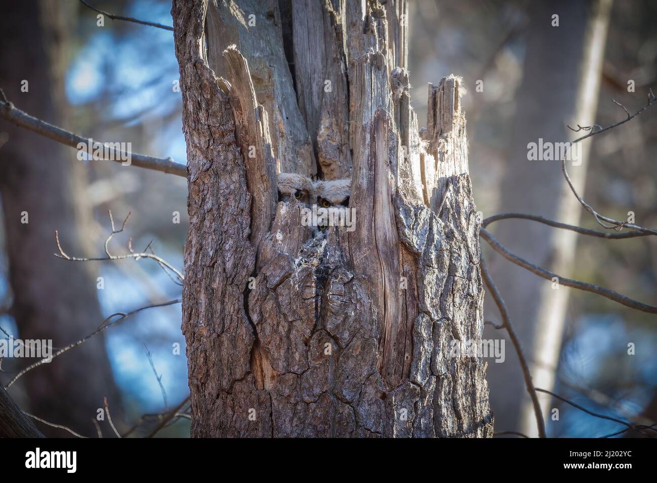 Gufo cornato grande. I giovani guanciali sul nido Foto Stock