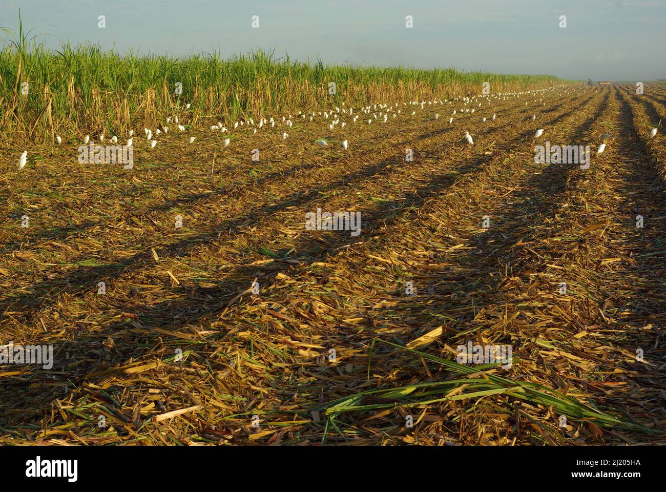 Paesaggio agricolo tipico di Cuba, in chambas. Raccolta di canna da zucchero Foto Stock