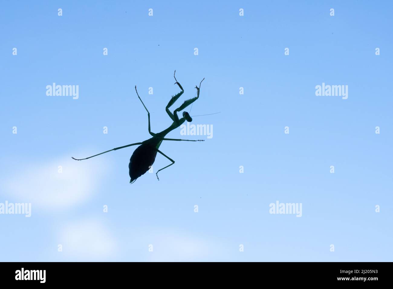 silhouette di insetto di mantide in preghiera contro il cielo blu con addome riempito di uova grasse Foto Stock