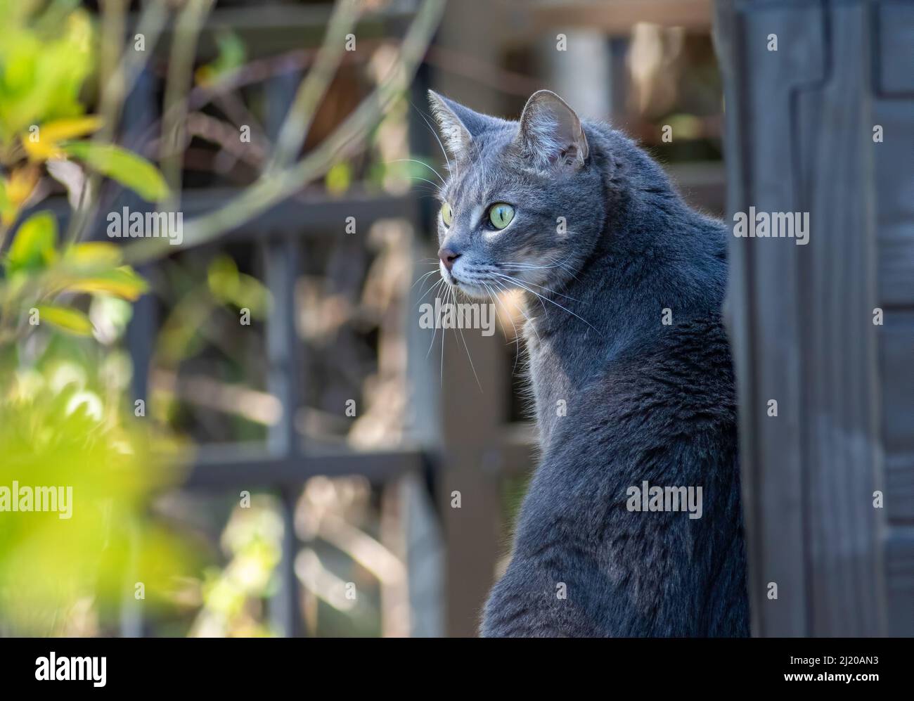 Un gatto selvatico ferale preso dentro dai proprietari di abitazione ora è un animale domestico loveable. Foto Stock