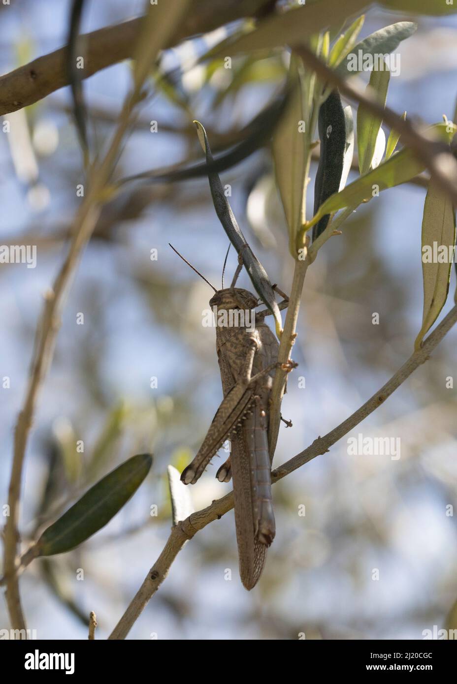 Sparare di cavalletta migratoria su albero. Foto Stock