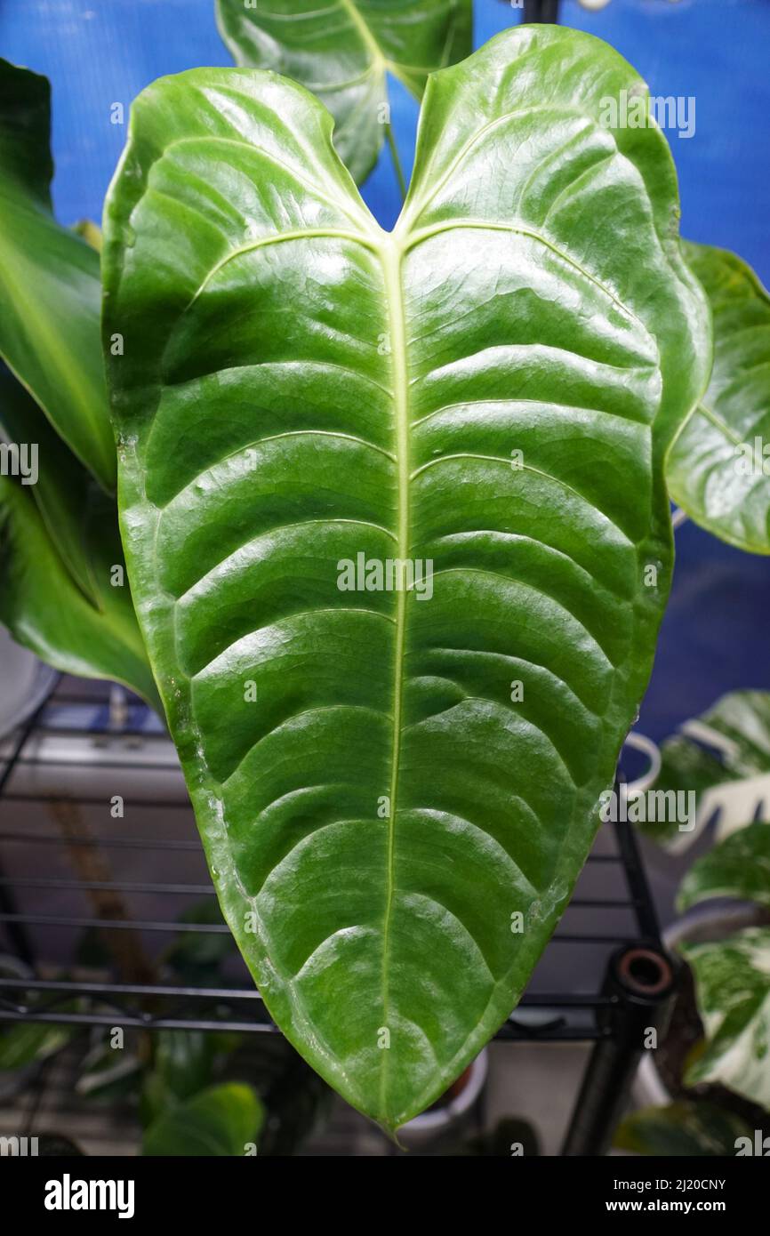 Bella foglia verde e costolata di Anterhurium Veitchi versione larga Foto Stock
