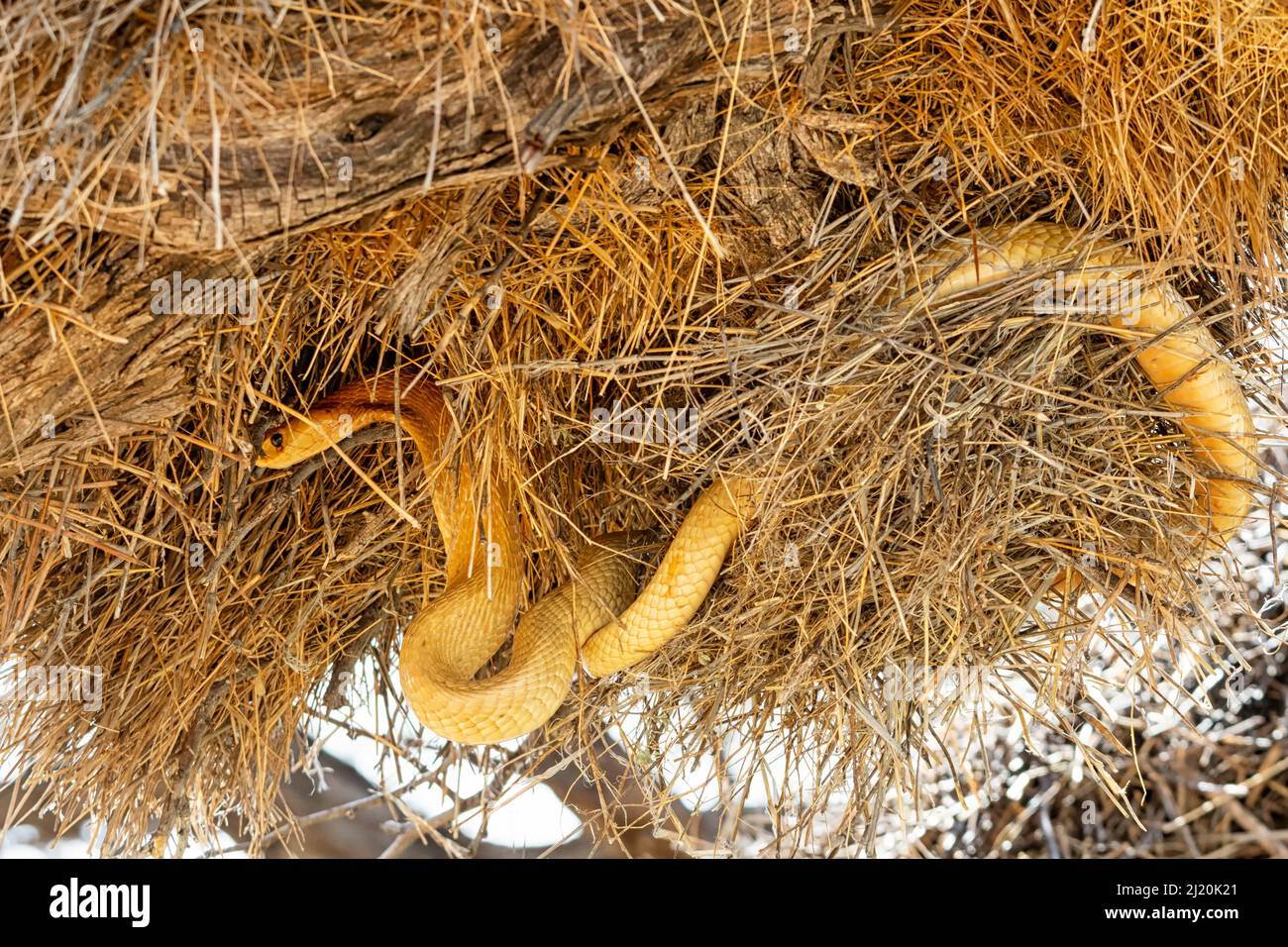 Un capo Cobra alla ricerca di uccelli in un nido socievole Weavers nel Kalahari, Sudafrica Foto Stock