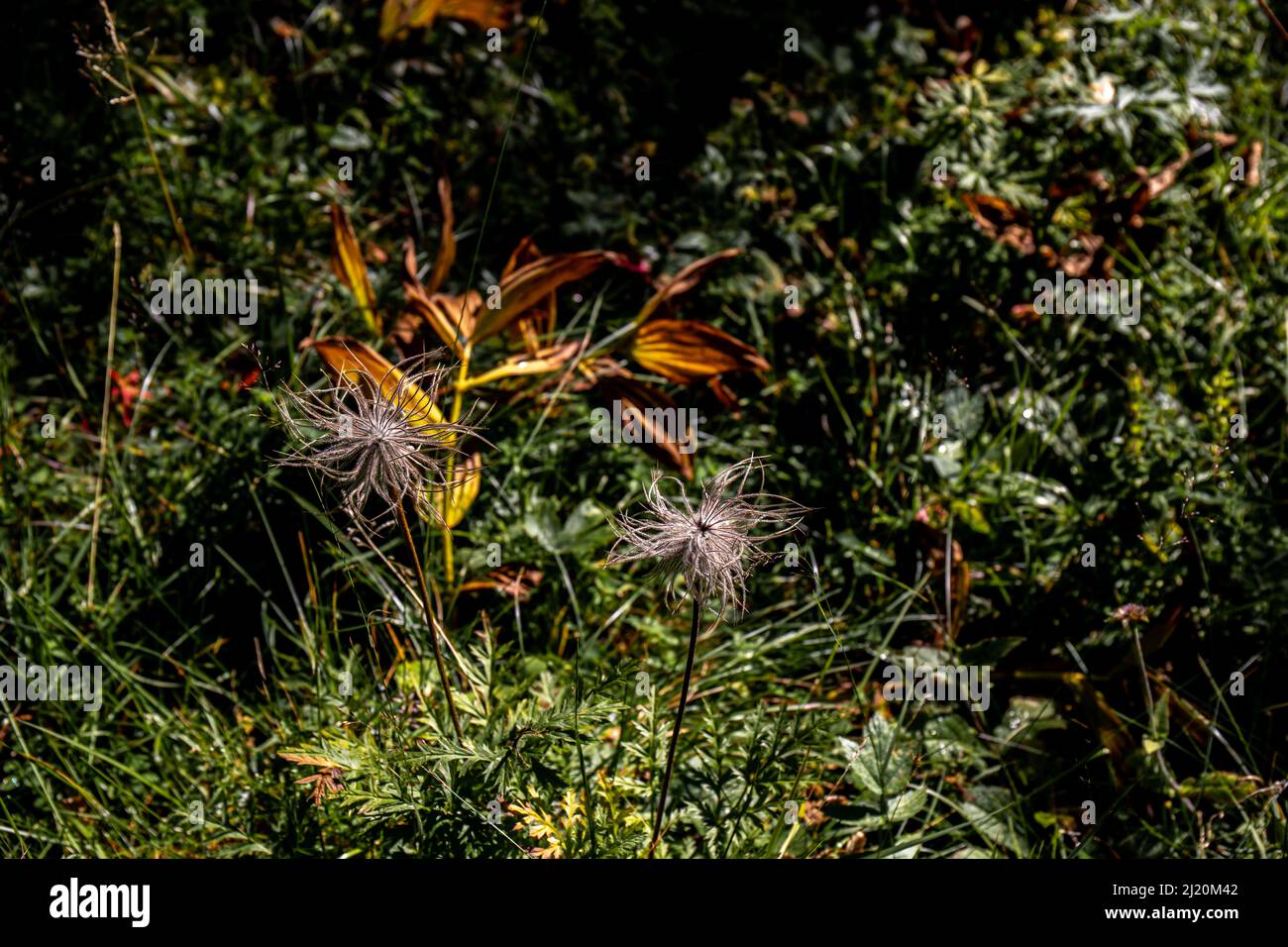 Pulsatilla alpina fiore che cresce in montagna, primo piano sparare Foto Stock