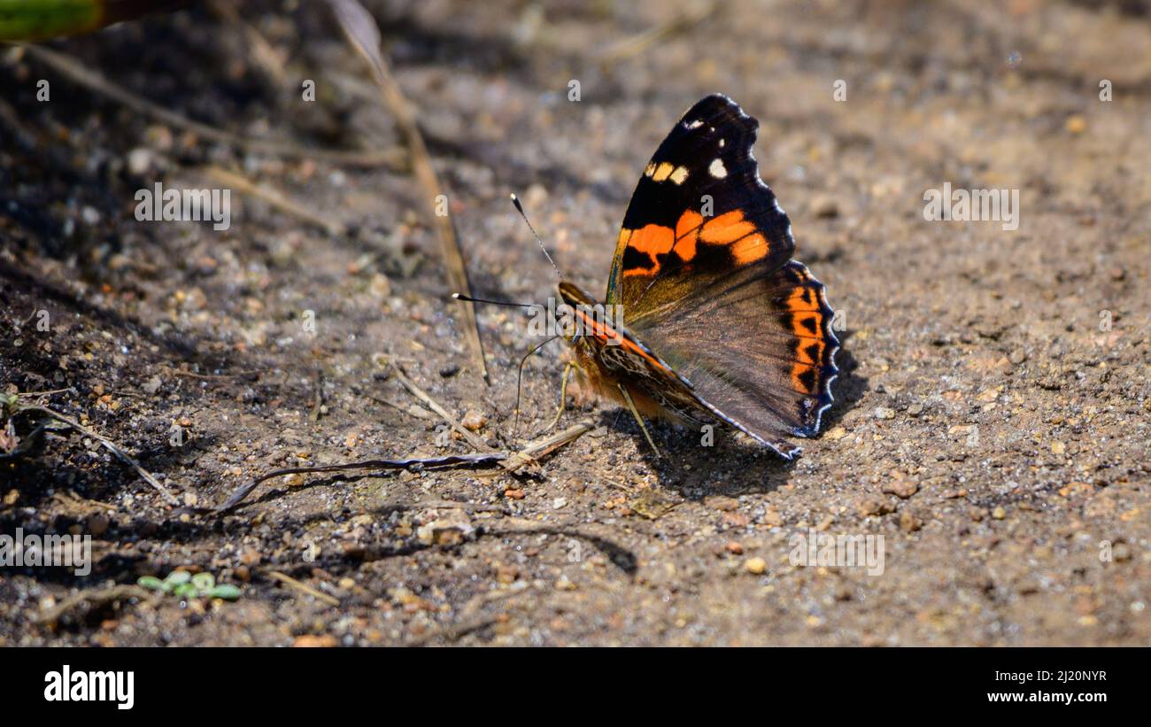 Farfalla ammiraglio rosso indiano che crogiolano il sole al mattino. Bella farfalla avvistata nel terreno al parco nazionale delle pianure di Horton. Foto Stock