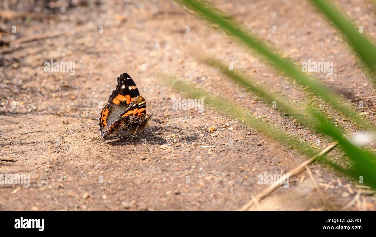 Farfalla ammiraglio rossa a terra. Sipping sali e minerali dal suolo. Bella farfalla avvistata nel parco nazionale delle pianure di Horton. Foto Stock