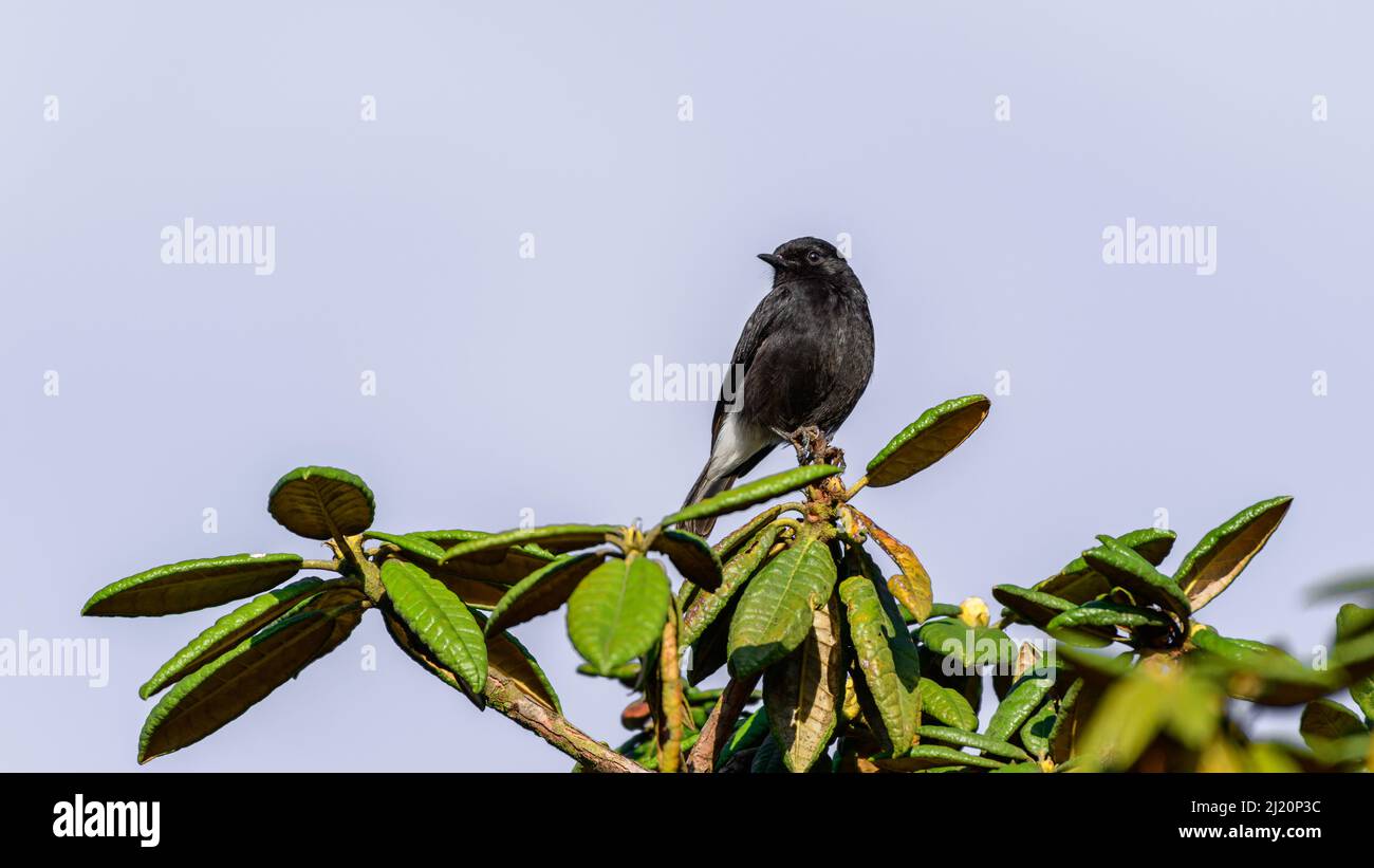 Pied bushchat uccello maschio arroccato sulla cima di azalea albero in horton pianure primo piano in su colpo. Foto Stock