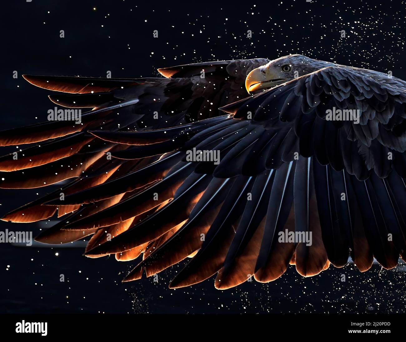 Aquila dalla coda bianca (Haliaeetus albicilla) con ali retroilluminate e acqua nebulizzata, Norvegia, ottobre Foto Stock