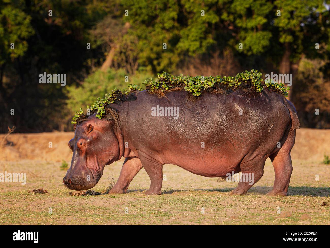 Hippopotamus (Ippopotamus anfibio) con giacinto d'acqua ancora sul retro dopo aver lasciato l'acqua, Mana Pools National Park, Zimbabwe. Foto Stock