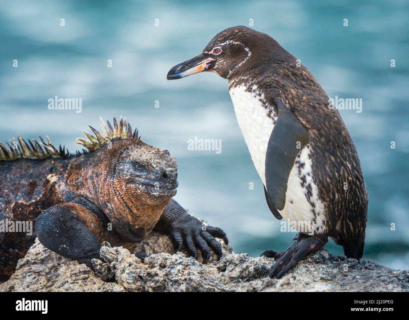 Galapagos pinguino (Spheniscus mendiculus) e Marina iguana (Amblyrhynchus cristate) maschio, Isla Tortuga, Isabela Island, Galapagos. Foto Stock