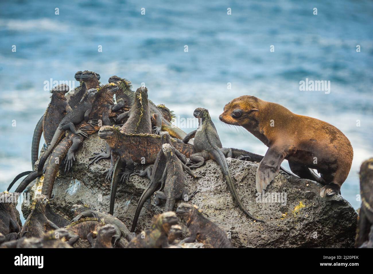 Galapagos pelliccia mare (Arctocephalus galapagoensis) cucciolo, curiosamente avvicinamento gruppo di iguane marine (Amblyrhynchus cristate) Capo Hammond, Fernandina Foto Stock