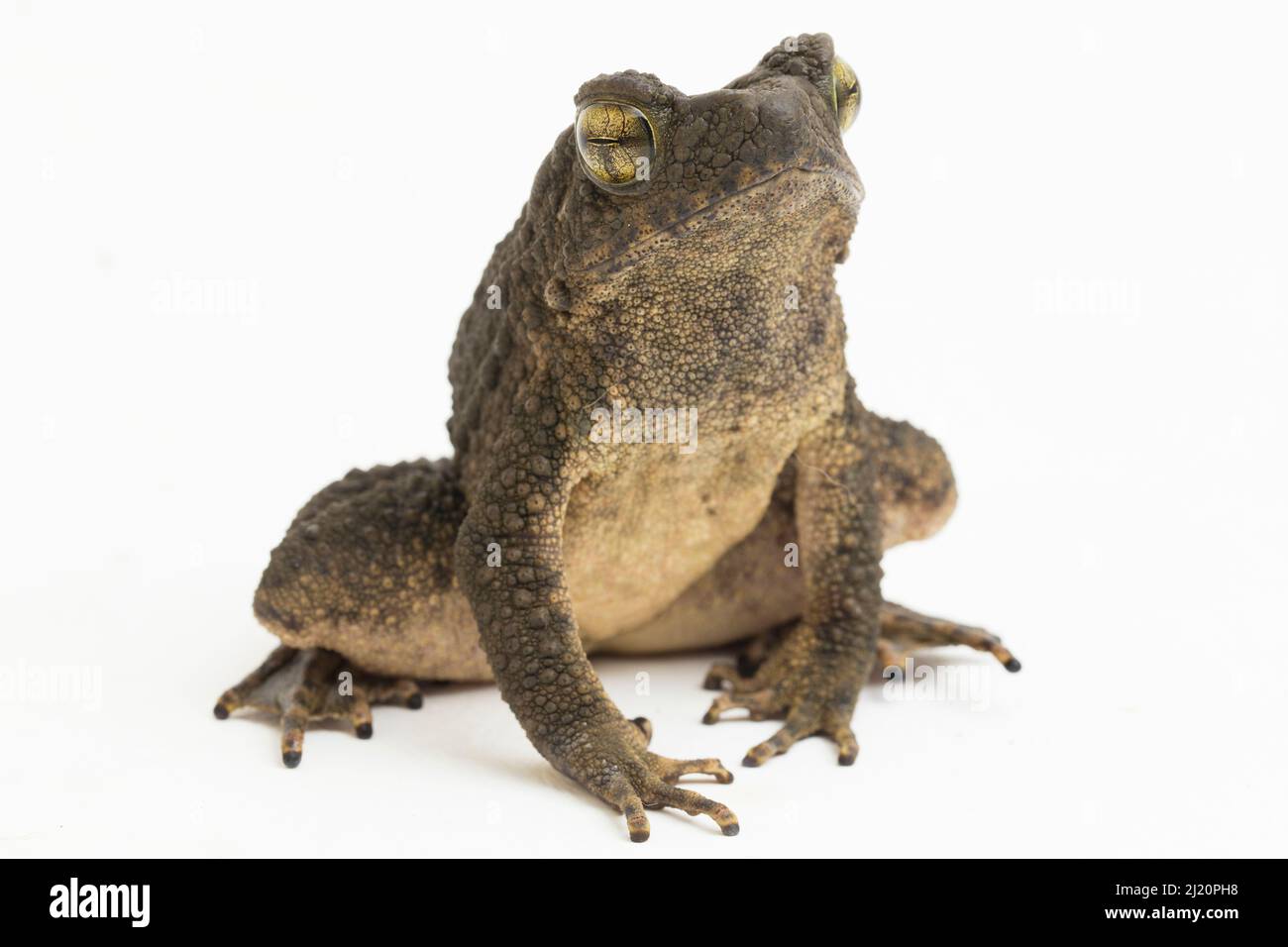 Asper Phrynoidis gigante asiatico isolato su sfondo bianco Foto Stock