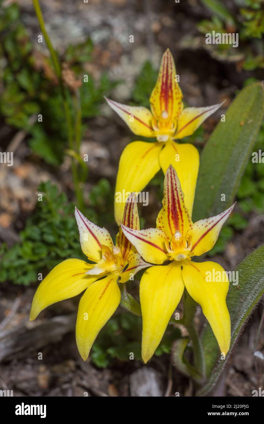 Cowslip Orchid (Caladenia flava) South Wheatbelt Region, Western Australia. Endemico dell'Australia occidentale. Foto Stock
