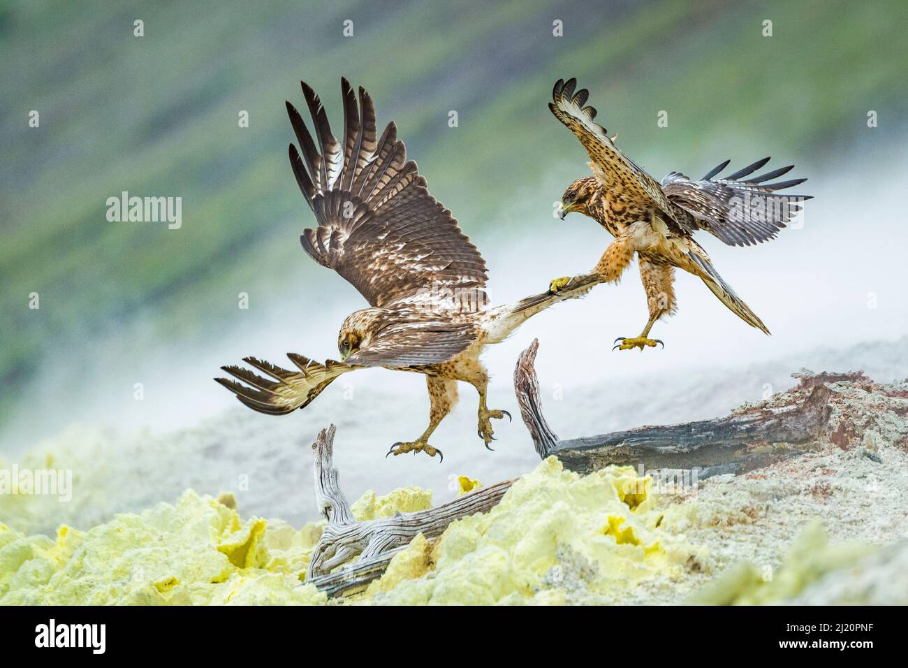 Galapagos Hawk (Buteo galapagoensis) i giovani giocano combattendo a mezz'aria - uno attanaglia le altre piume di coda. Vulcano Alcedo, Isola di Isabela, Galapago Foto Stock