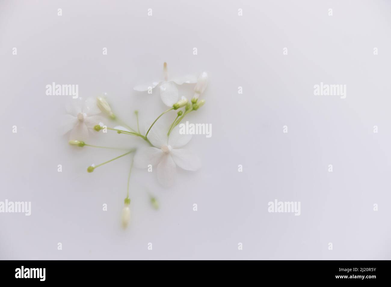 Delicati fiori bianchi in un bagno terapeutico al latte per mostrare il concetto di comfort sostenibile e tranquillità della primavera Foto Stock