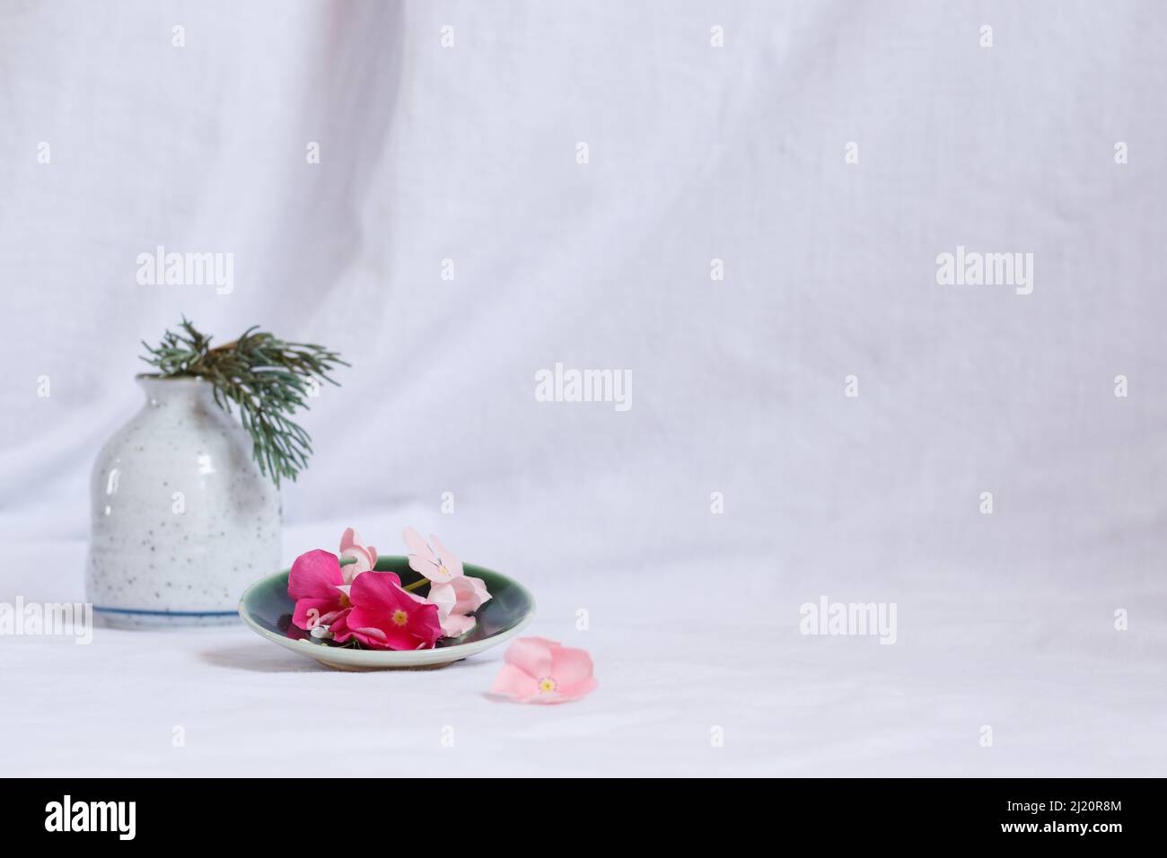 Composizione di fiori perivinkle dal colore bianco brillante che mostrano un'estetica primaverile fresca e tranquilla Foto Stock