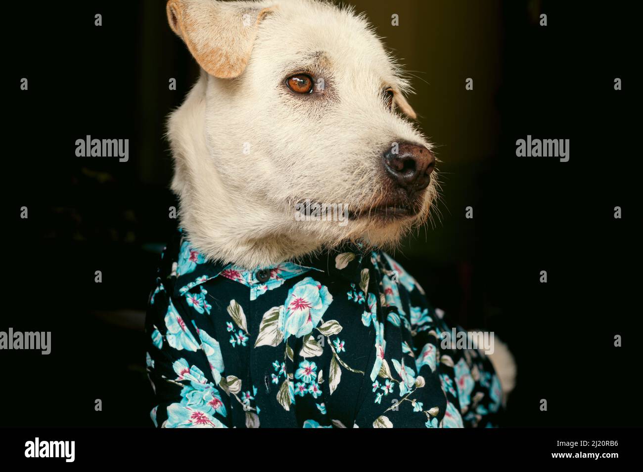 Felice cane terrier che indossa una camicia estate floreale pulsante giù Foto Stock