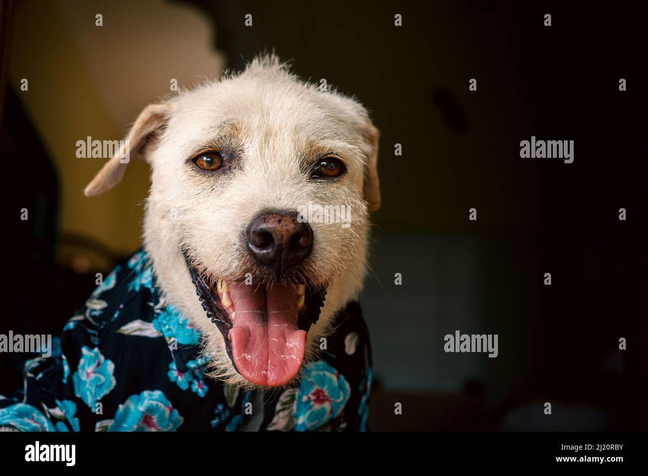 Felice cane terrier che indossa una camicia estate floreale pulsante giù Foto Stock