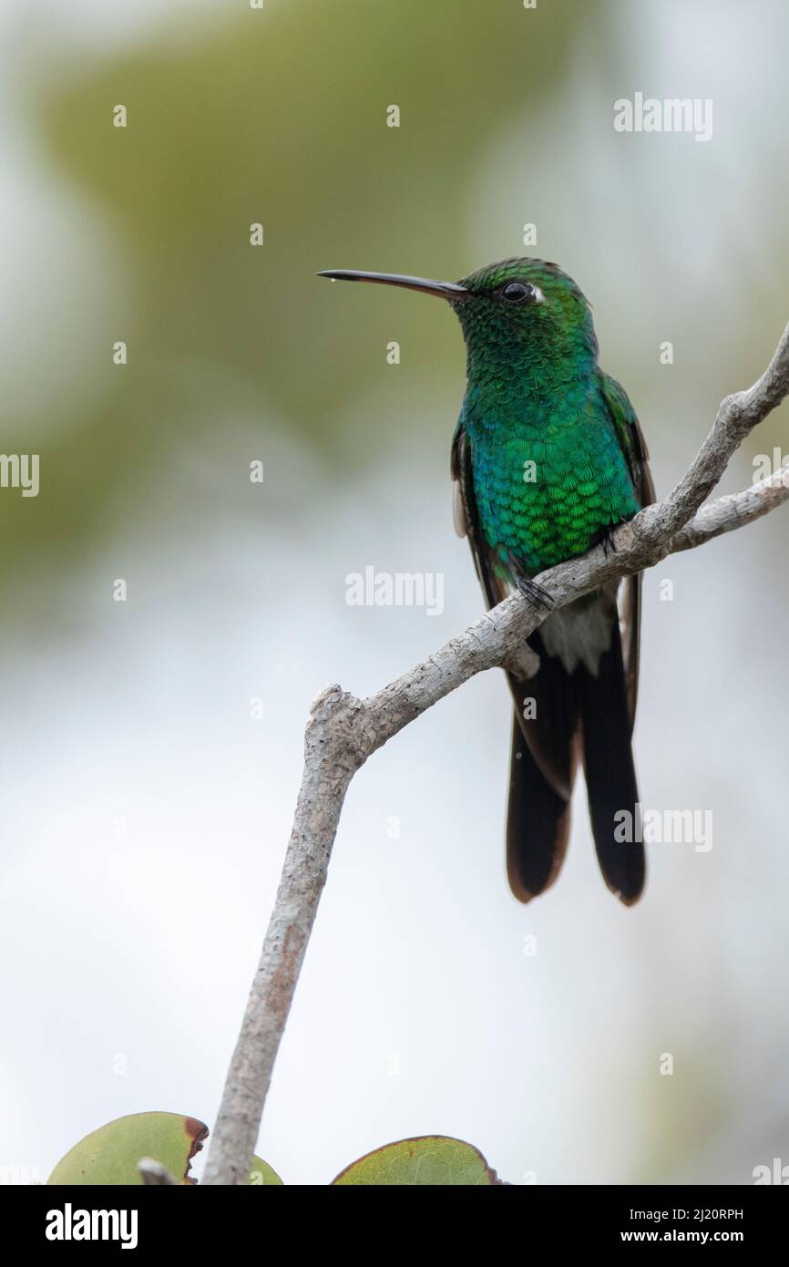 Smeraldo cubano (Chlorostilbon ricordii) maschio. Endemico delle Indie Occidentali. Parco Nazionale di Humboldt, Cuba. Foto Stock