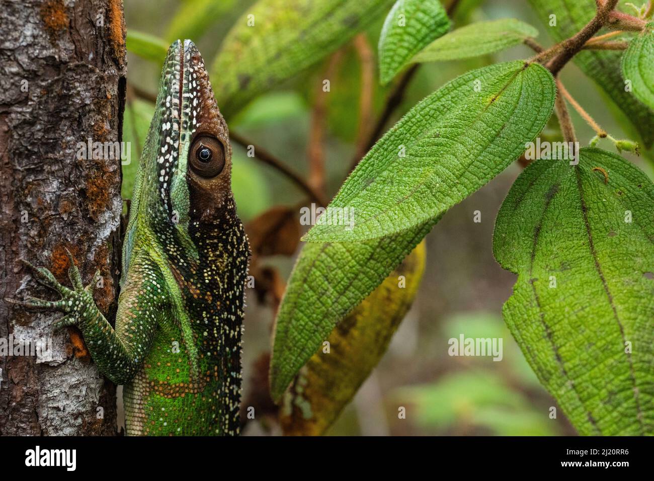 Baracoa anole (Anolis baracoae) Parco Nazionale di Humboldt. Endemica a Cuba. Foto Stock