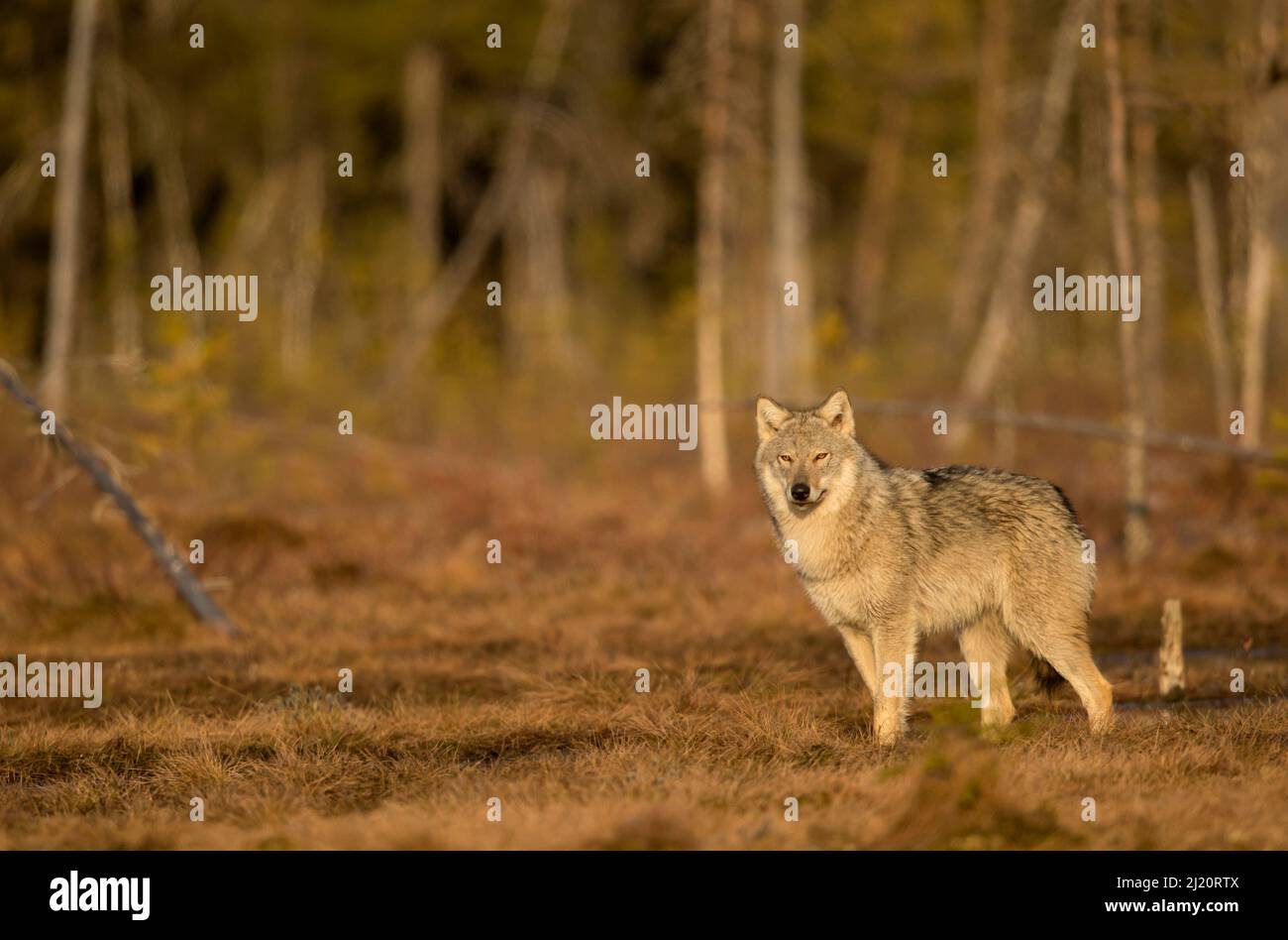 Lupo (Canis lupus) in piedi sul bordo del bosco. Finlandia, aprile. Foto Stock