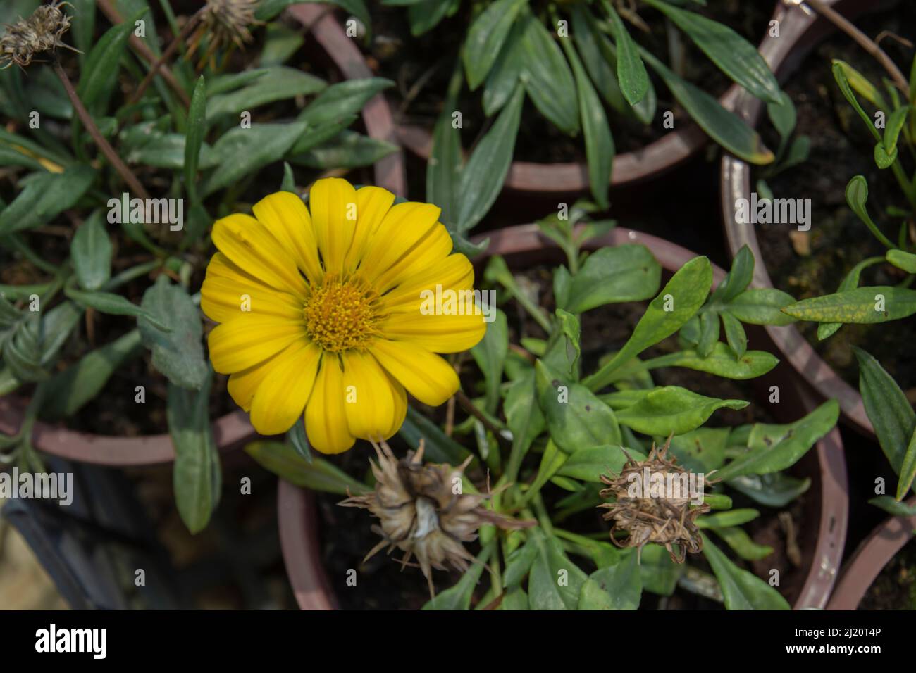 Calendula arvensis è una specie di pianta da fiore appartenente alla famiglia delle margherite, nota con il nome comune di campo marigold. Messa a fuoco selettiva Foto Stock