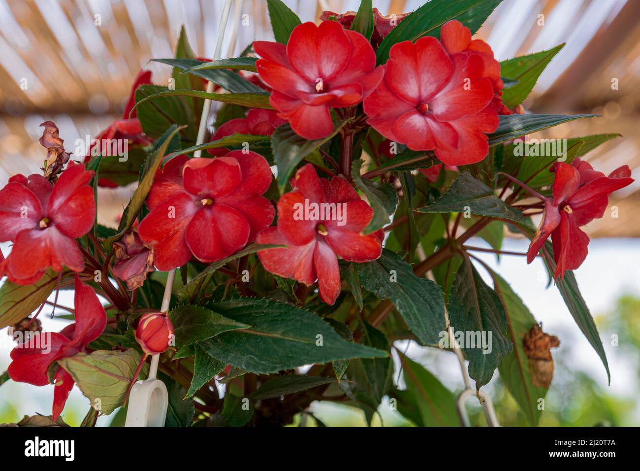 La Nuova Guinea Impatiens hawkeri è una specie di pianta della famiglia delle Balsaminaceae. È originaria della Papua Nuova Guinea e del Sol Foto Stock