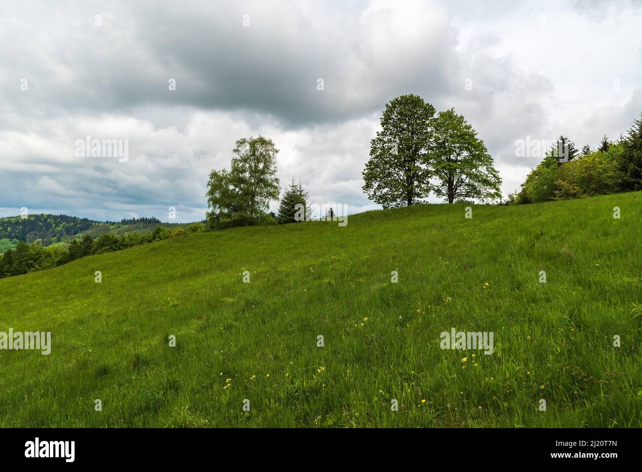 Prato fresco e verde primaverile con pochi alberi e collina ricoperta di foresta sul retro sopra Nedasova Lhota viilage in Bile Karpaty montagne in CZ Foto Stock