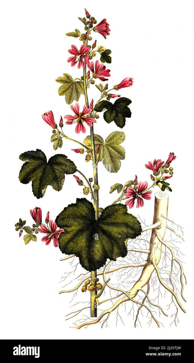 Wilde Malve, Malva sylvestris, auch Große Käsepappel und Rosspappel / Malva sylvestris è una specie del genere Malva appartenente alla famiglia delle Malvaceae ed è considerata la specie tipo per il genere. Conosciuto come mallow comune per gli europei di lingua inglese, ha acquisito i nomi comuni di formaggi, mallow alto e mallow alto, storico, digitale migliore riproduzione di un originale del 19th secolo / digitale restaurierte Reproduktion einer Originalvorlage aus dem 19. Jahrhundert, genaues Originaldatum nicht bekannt Foto Stock