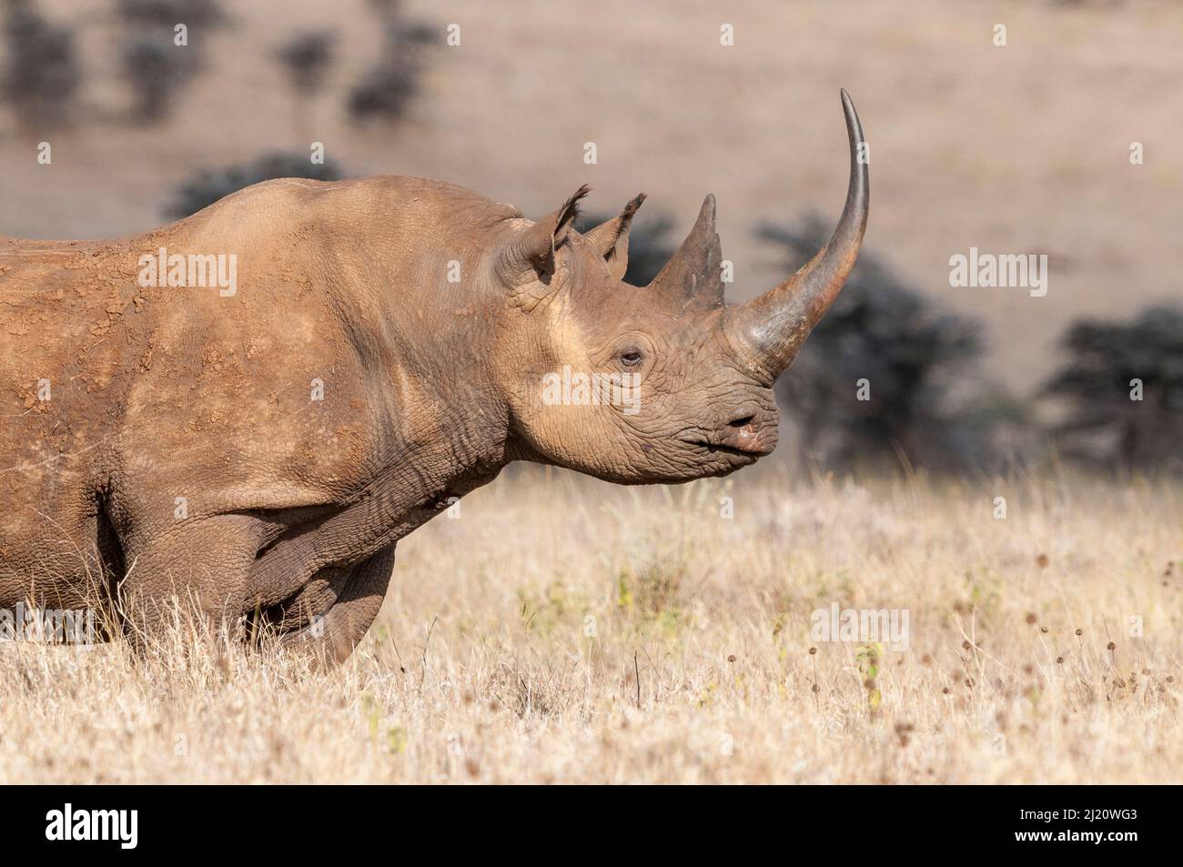 Rinoceronte nero (Diceros bicornis) con corno molto lungo, Lewa Wildlife Conservancy, Laikipia, Kenya. Ottobre. Foto Stock