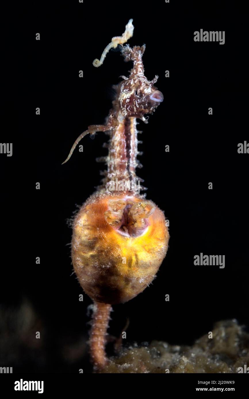 Ippopotano coreano maschio (Hippocampus haema) che dà alla luce. Prefettura di Kumamoto, Kyushu, Giappone. Foto Stock