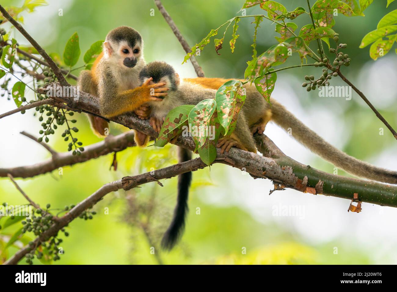 Scimmia scoiattolo crowned centroamericana (saimiri oerstedii) in coppia suonando tra loro, uno con occhi di mano di altri, Manuel Antonio Nati Foto Stock