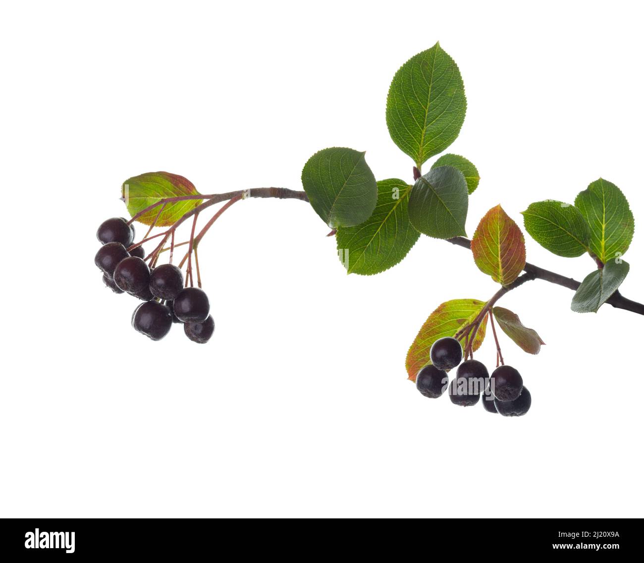 Ramo con bacche mature di Aronia Melanocarpa (amarena) isolato su sfondo bianco. Foto Stock
