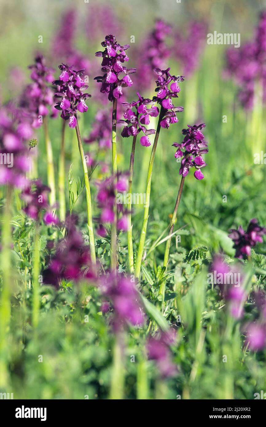 Alcuni esemplari di orchidea dalle ali verdi, Orchis morio, Orchidaceae. Foto Stock