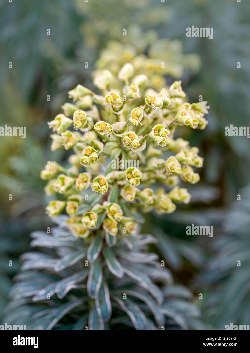 Una varietà di Euphorbia (Spurge) chiamata tigre della Tasmania (caratteristiche di Euphorbia) Foto Stock